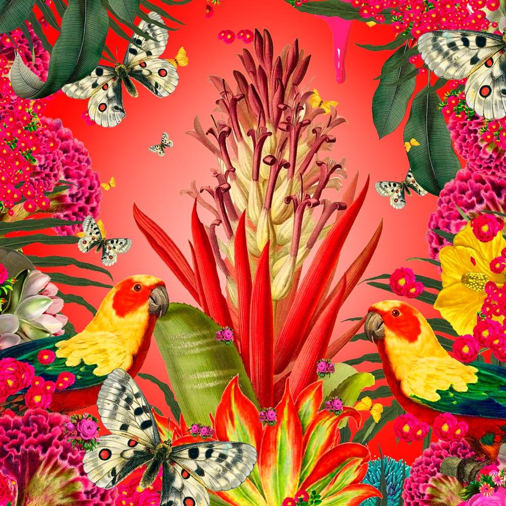 David Krovblit - Flowers for you Billbergia Vexillaria () - Ethos Arts Inc.