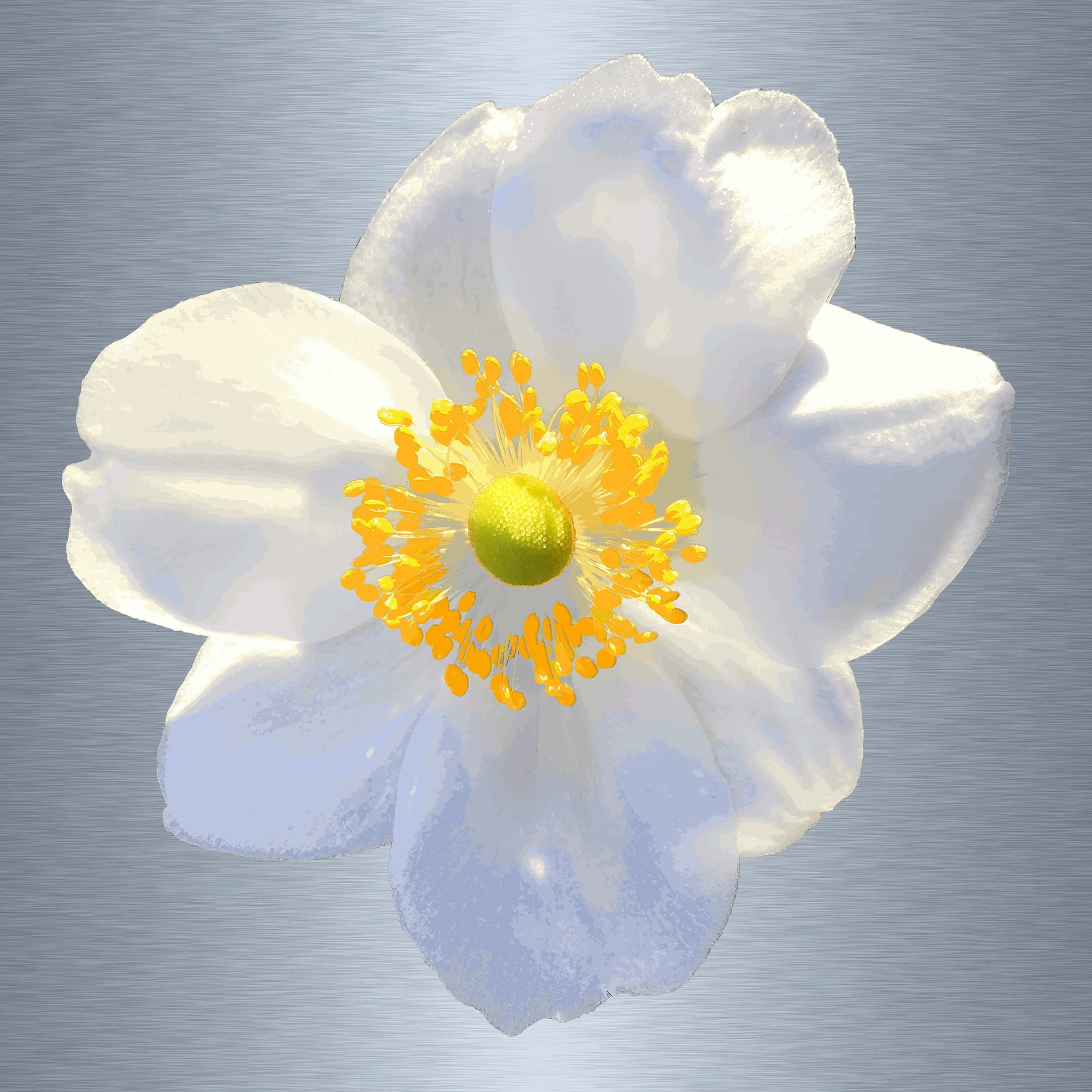 Luke Reichle - Anemone #1 (Photography Print) - Ethos Arts Inc.