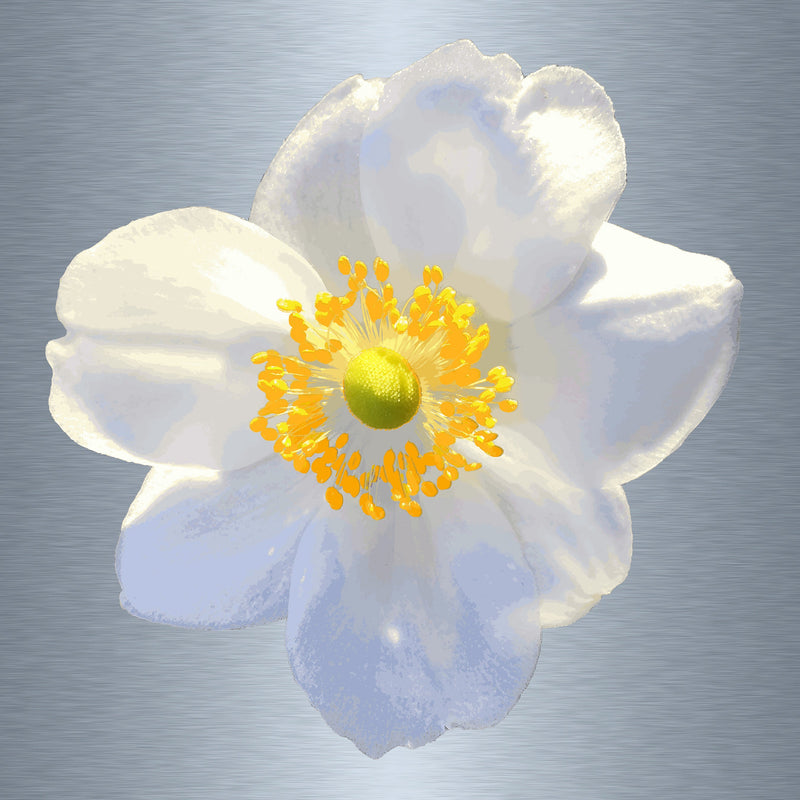 Luke Reichle - Anemone #1 (Photography Print) - Ethos Arts Inc.