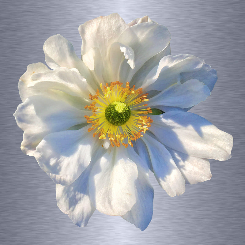 Luke Reichle - Anemone #2 (Photography Print) - Ethos Arts Inc.
