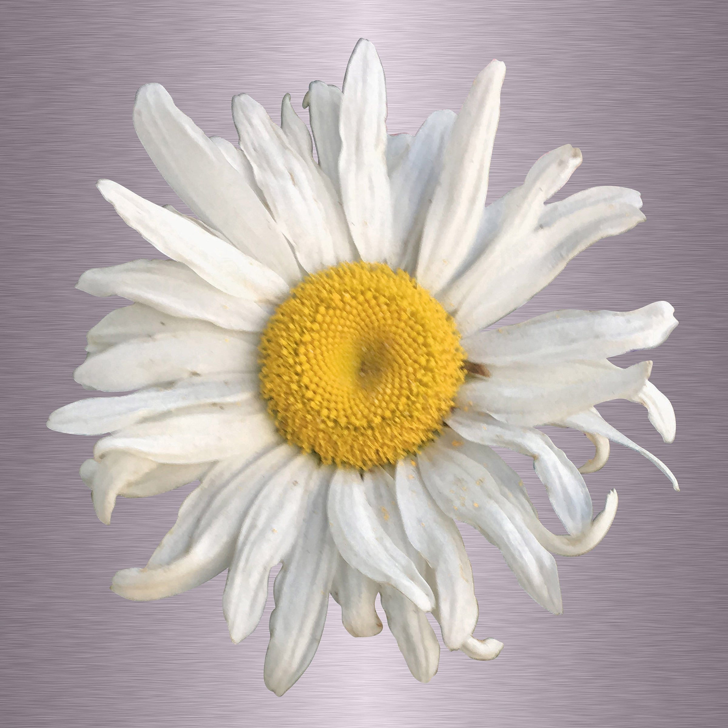 Luke Reichle - Daisy #1 (Photography Print) - Ethos Arts Inc.