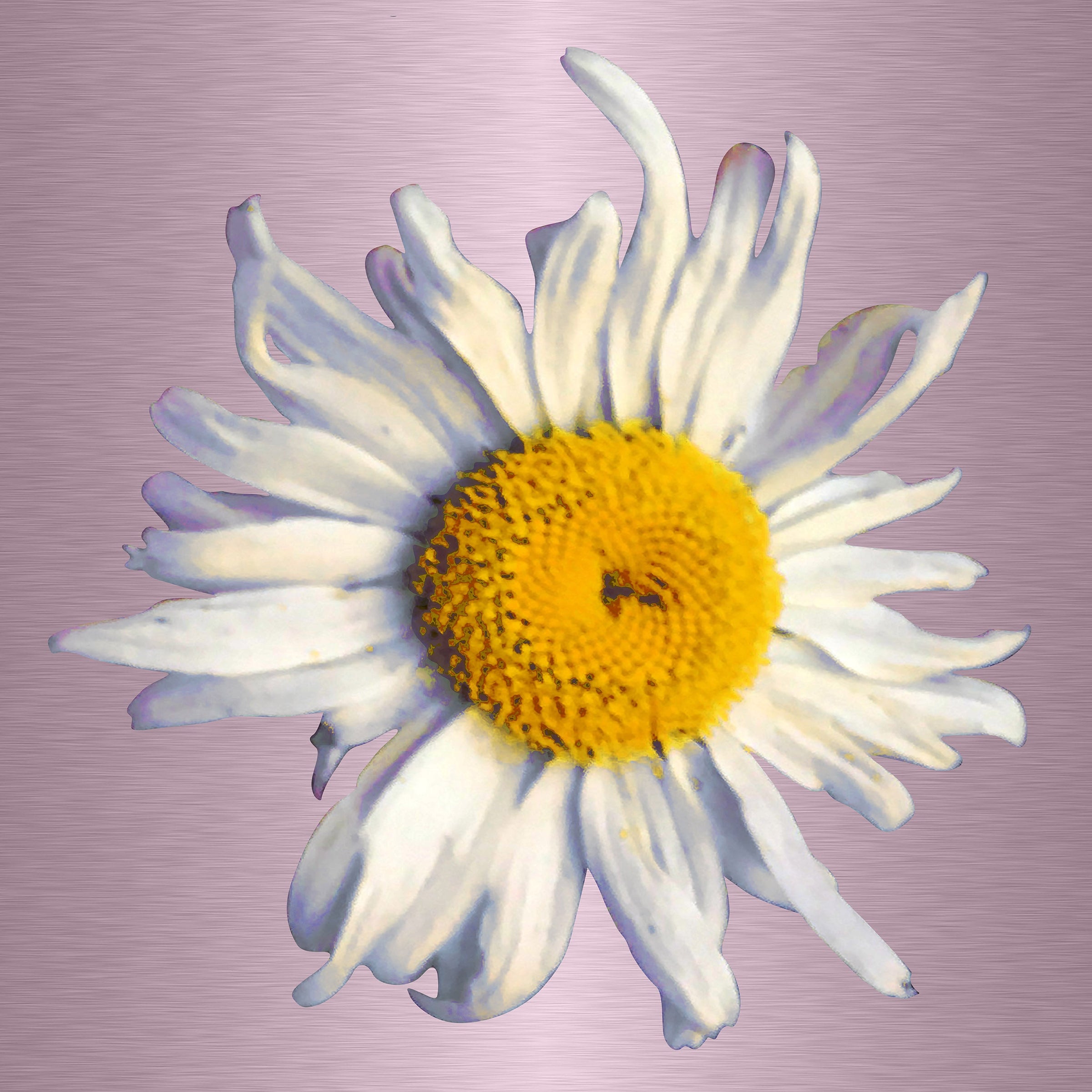 Luke Reichle - Daisy #2 (Photography Print) - Ethos Arts Inc.