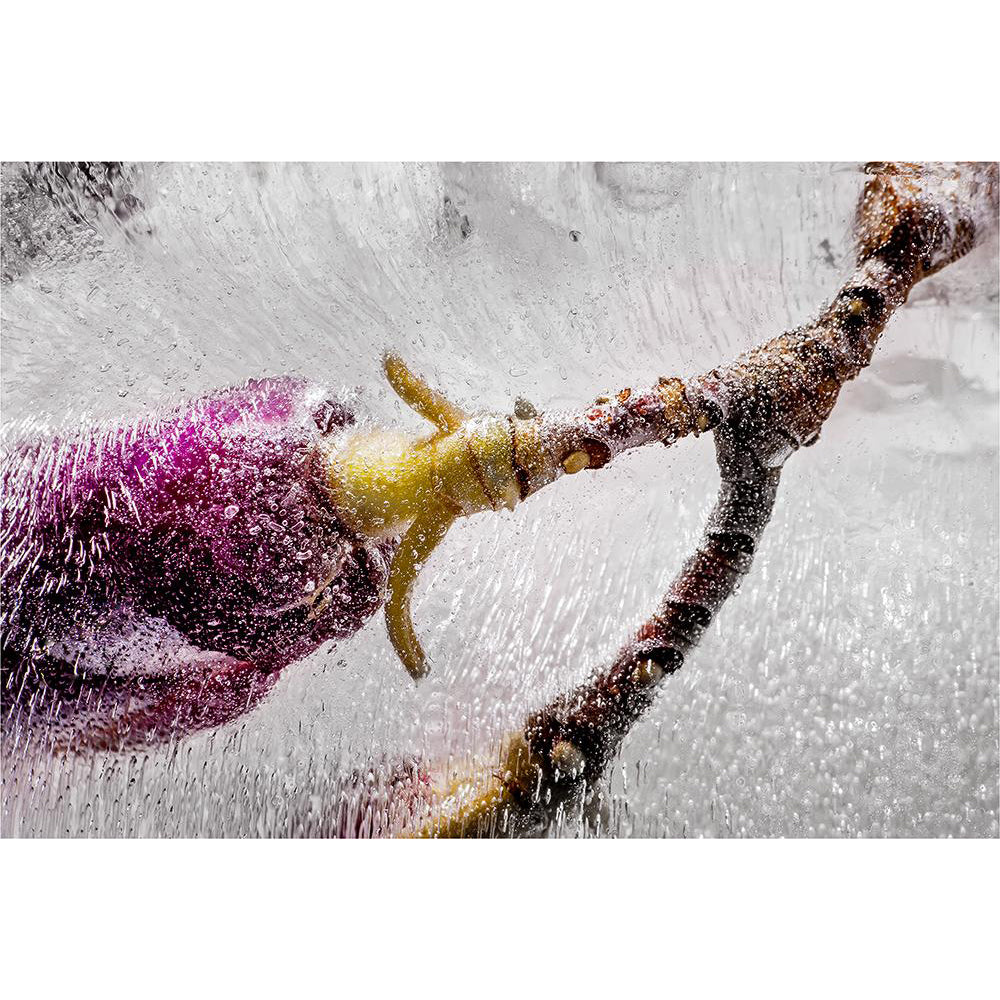 Eric Stampfli - Jane Magnolia (Photography) - Ethos Arts Inc.