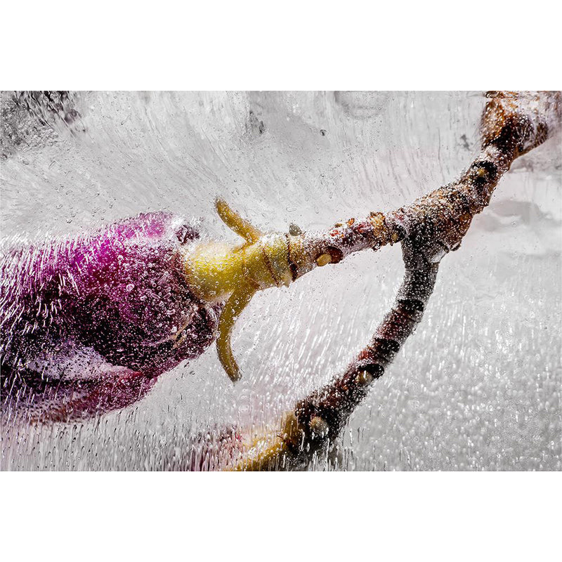 Eric Stampfli - Jane Magnolia (Photography) - Ethos Arts Inc.