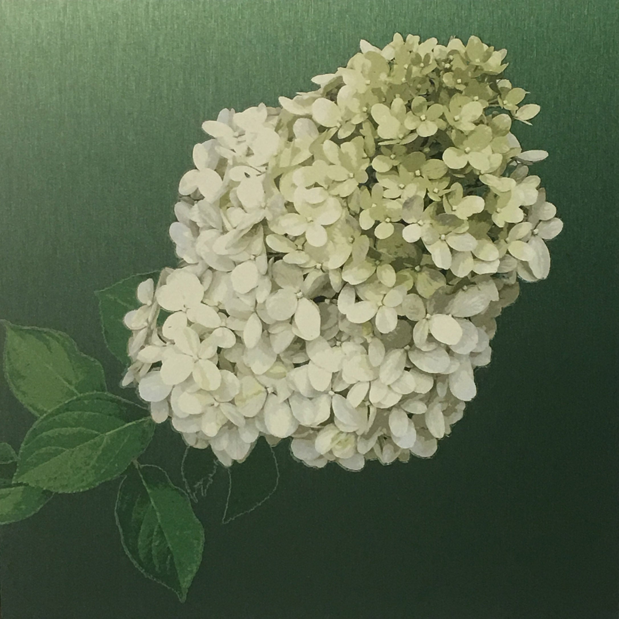 Luke Reichle - Green Hydrangea () - Ethos Arts Inc.