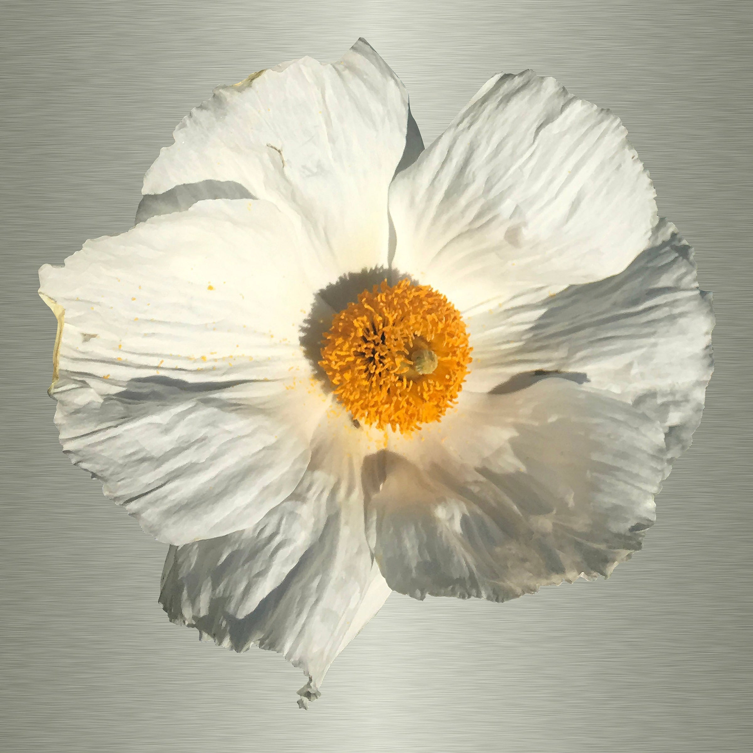Luke Reichle - Matilija #2 (Photography Print) - Ethos Arts Inc.