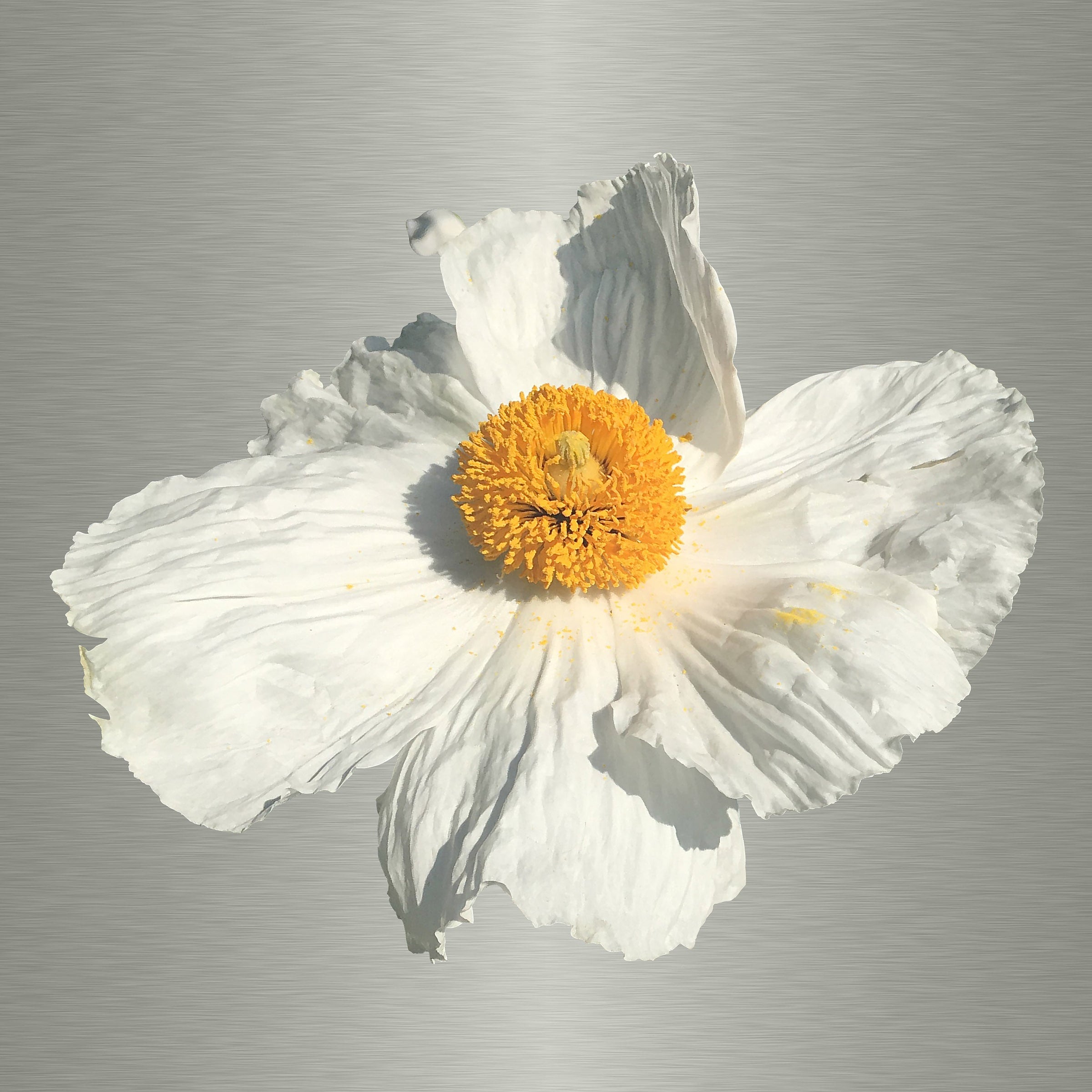 Luke Reichle - Matilija #3 (Photography Print) - Ethos Arts Inc.