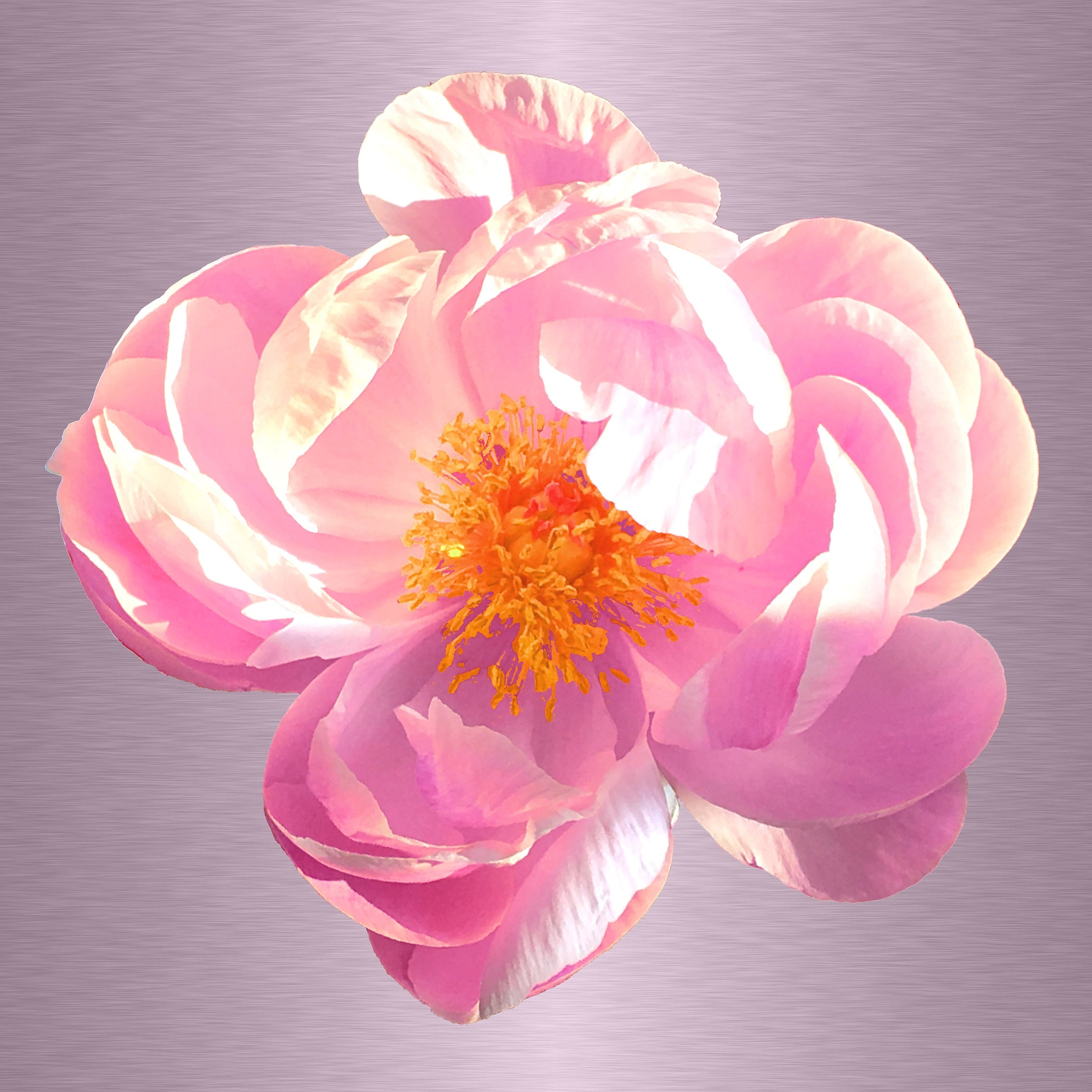 Luke Reichle - Peony #2 (Photography Print) - Ethos Arts Inc.