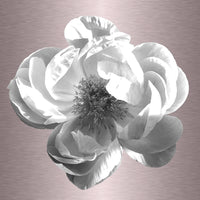 Luke Reichle- Peony #2 B&W (Photography Print) - Ethos Arts Inc.