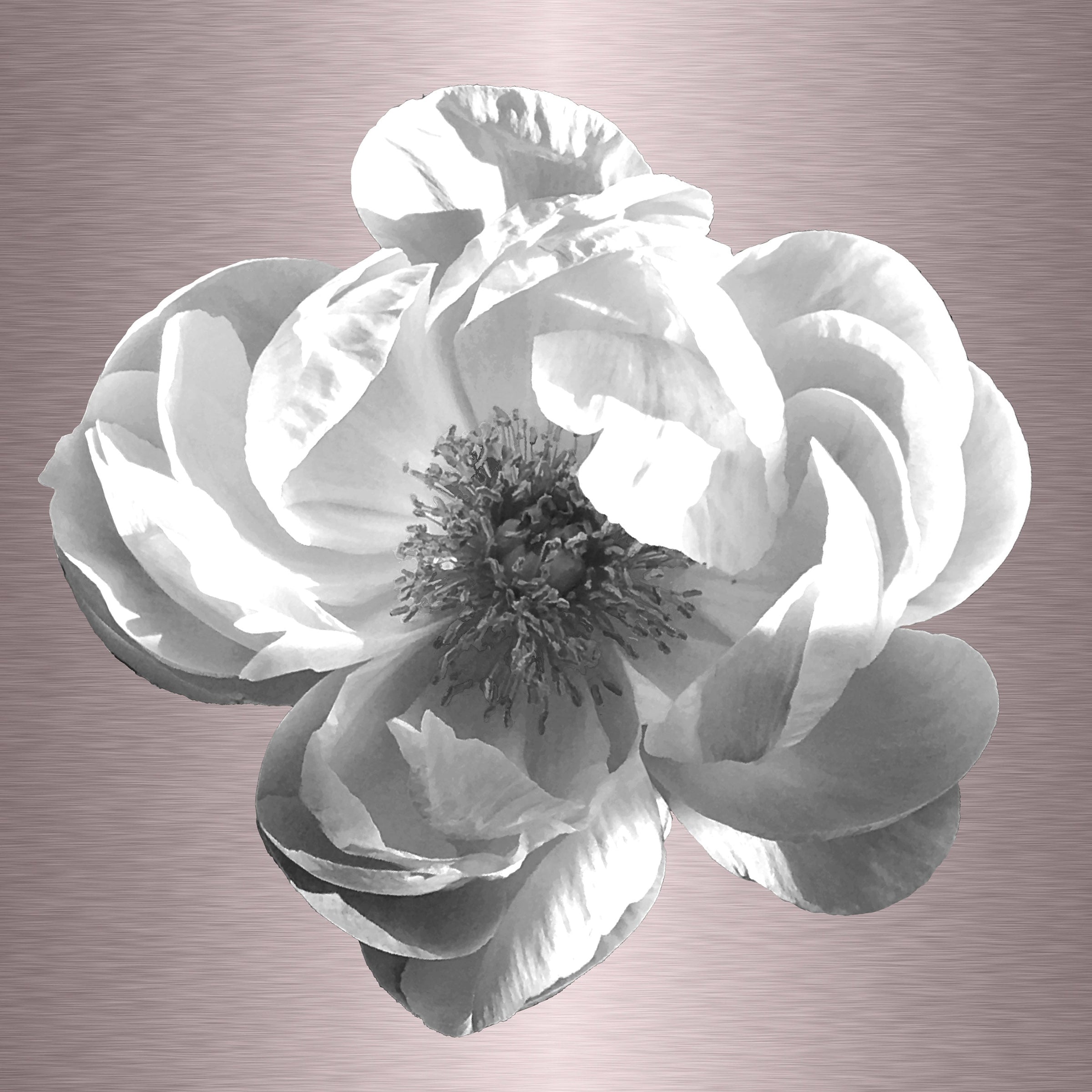 Luke Reichle- Peony #2 B&W (Photography Print) - Ethos Arts Inc.
