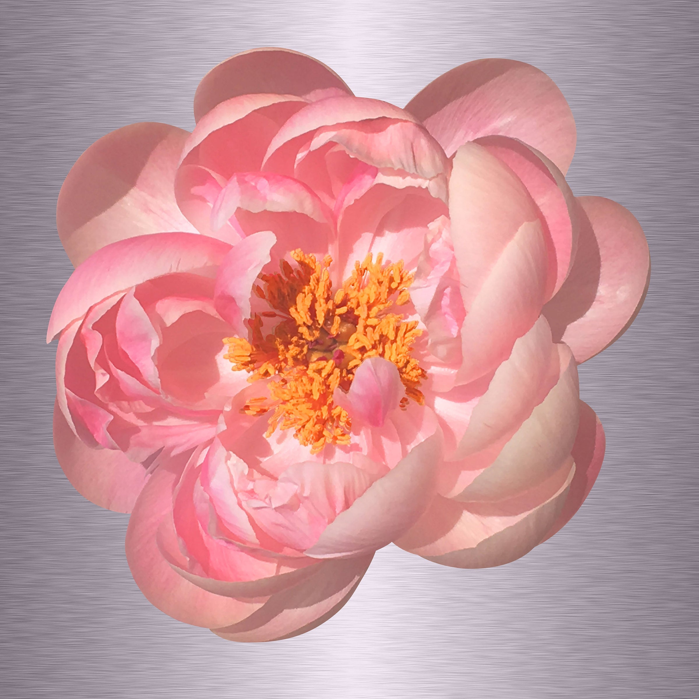 Luke Reichle - Peony #3 (Photography Print) - Ethos Arts Inc.
