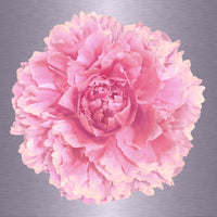 Luke Reichle - Peony #4 (Photography Print) - Ethos Arts Inc.
