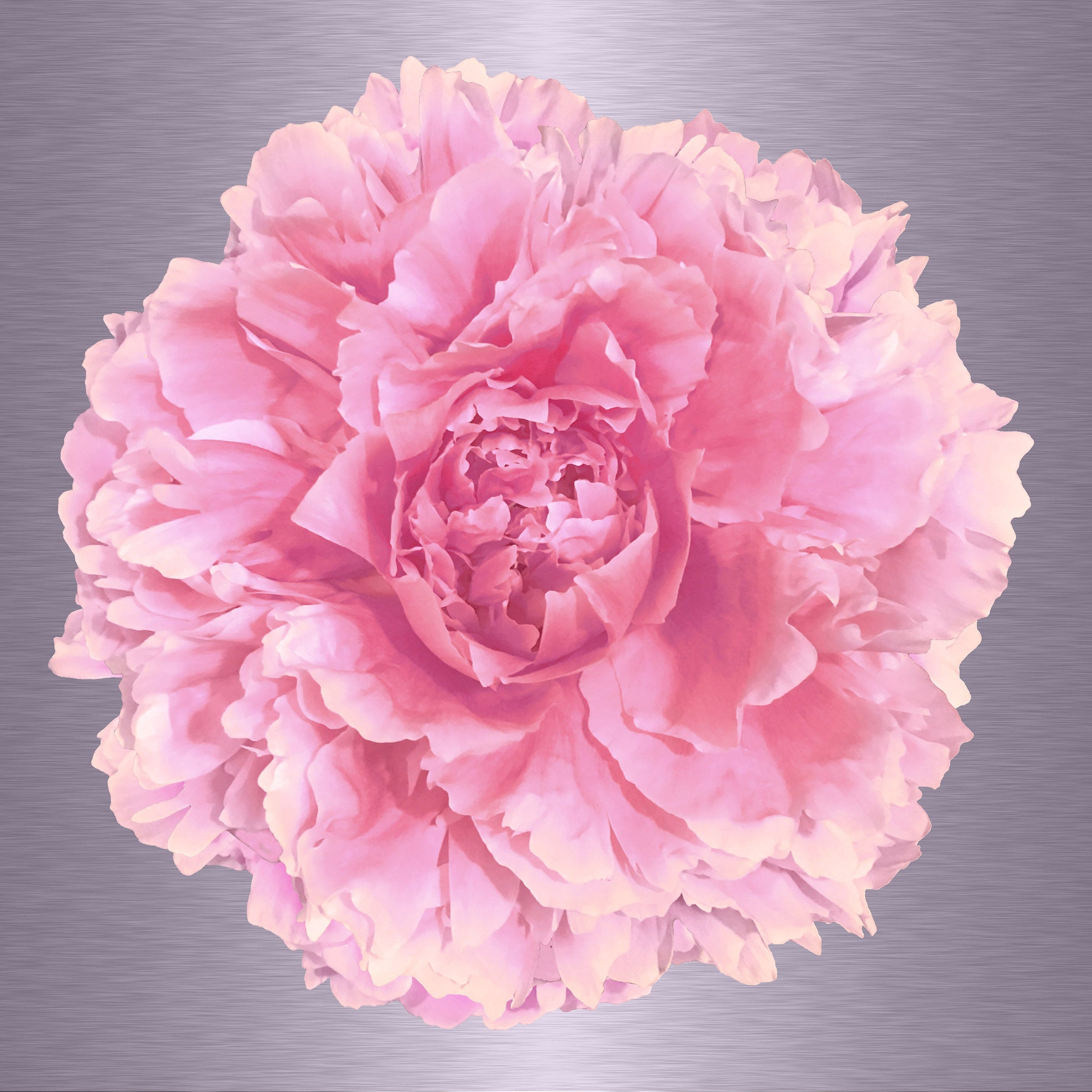 Luke Reichle - Peony #4 (Photography Print) - Ethos Arts Inc.