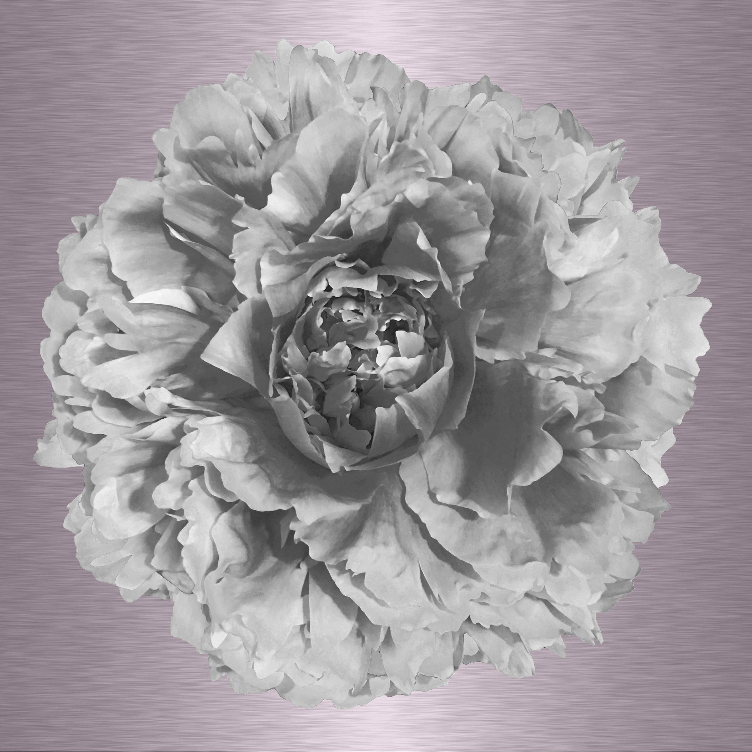 Luke Reichle- Peony #4 B&W (Photography Print) - Ethos Arts Inc.