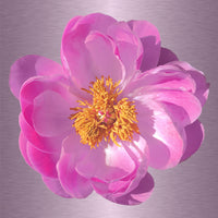 Luke Reichle - Peony #5 (Photography Print) - Ethos Arts Inc.