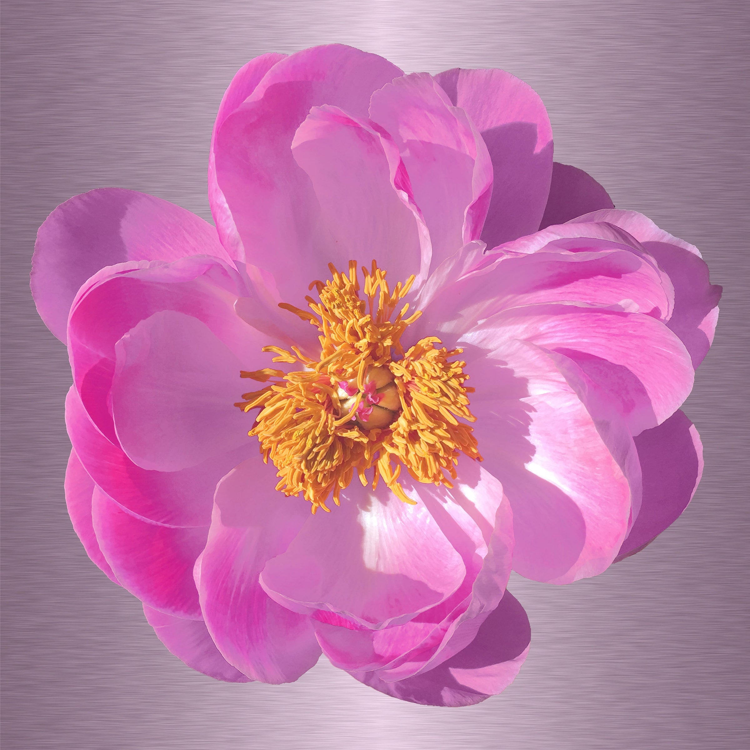Luke Reichle - Peony #5 (Photography Print) - Ethos Arts Inc.