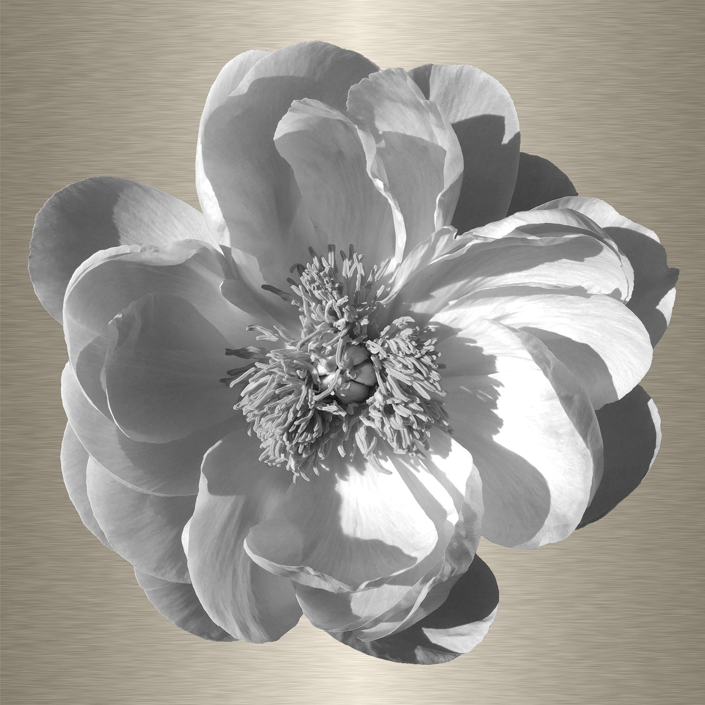 Luke Reichle - Peony #5 B&W (Photography Print) - Ethos Arts Inc.
