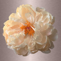 Luke Reichle - Peony #6 (Photography Print) - Ethos Arts Inc.