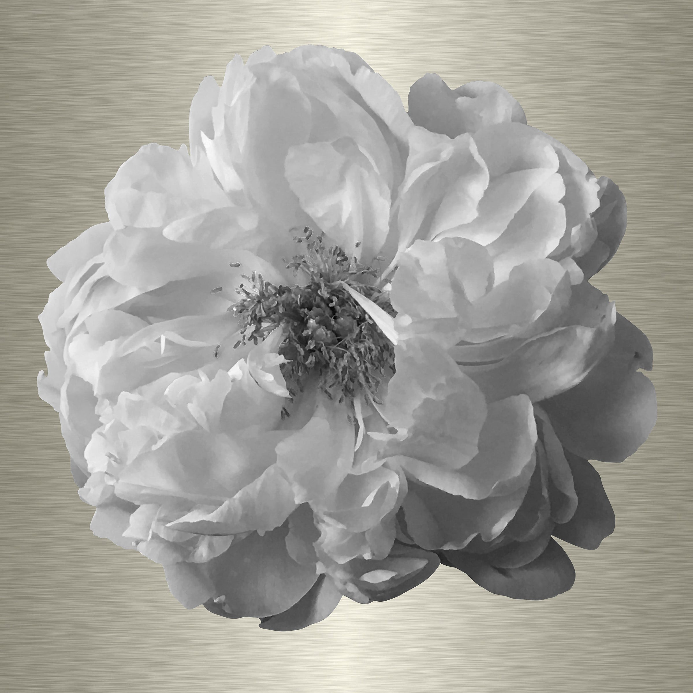 Luke Reichle - Peony #6 B&W (Photography Print) - Ethos Arts Inc.