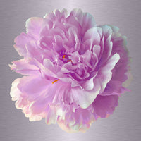 Luke Reichle - Peony #7 (Photography Print) - Ethos Arts Inc.