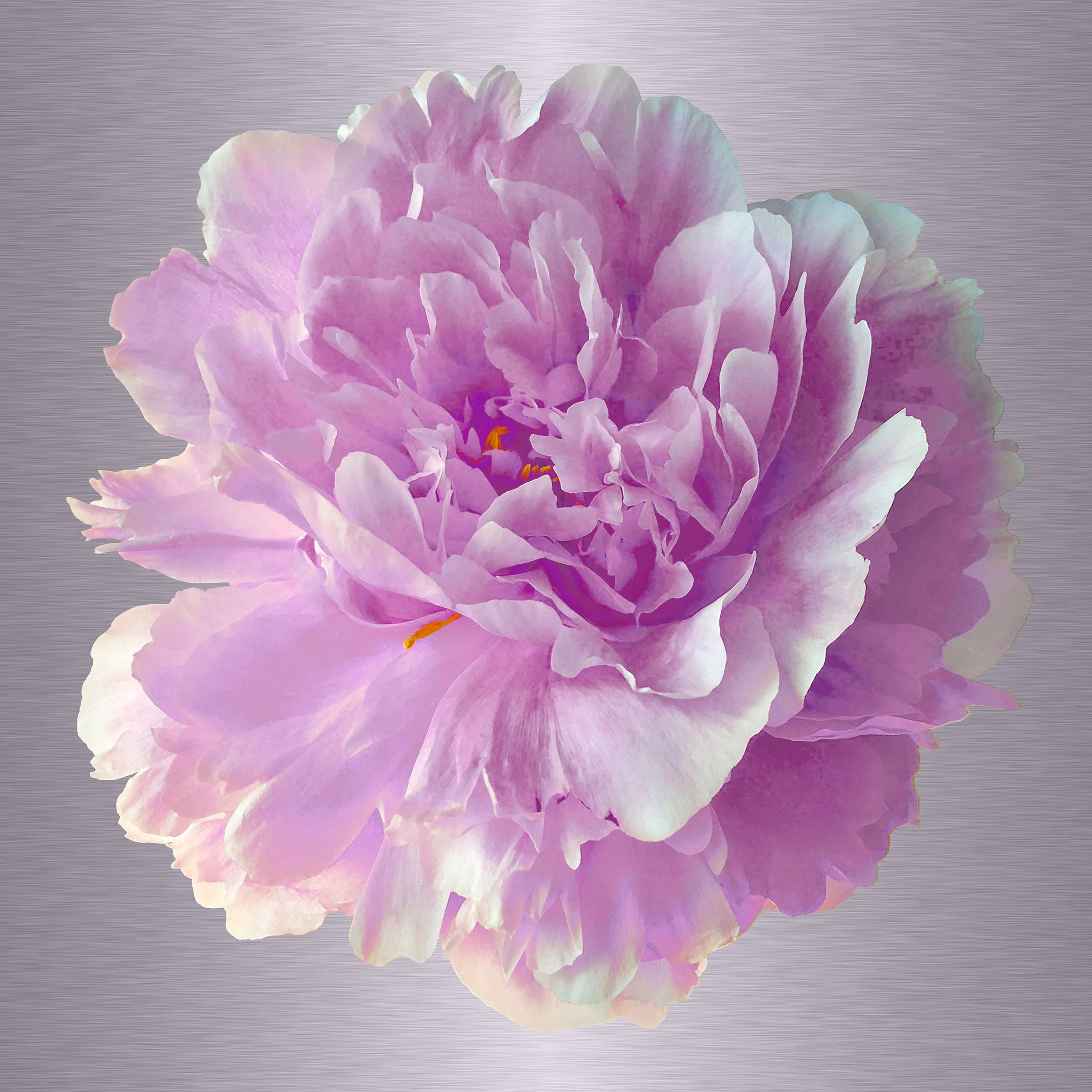 Luke Reichle - Peony #7 (Photography Print) - Ethos Arts Inc.