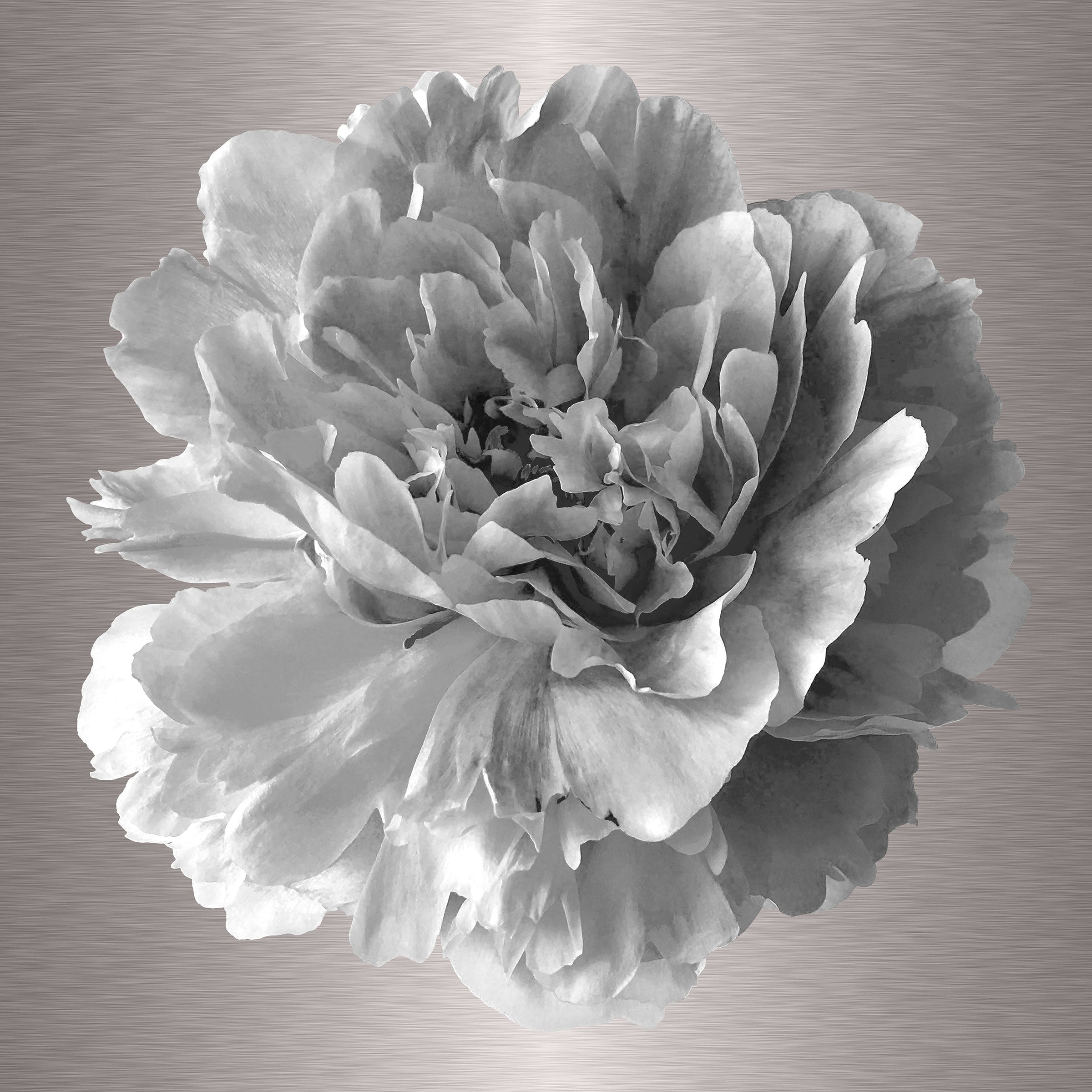 Luke Reichle - Peony #7 B&W (Photography Print) - Ethos Arts Inc.