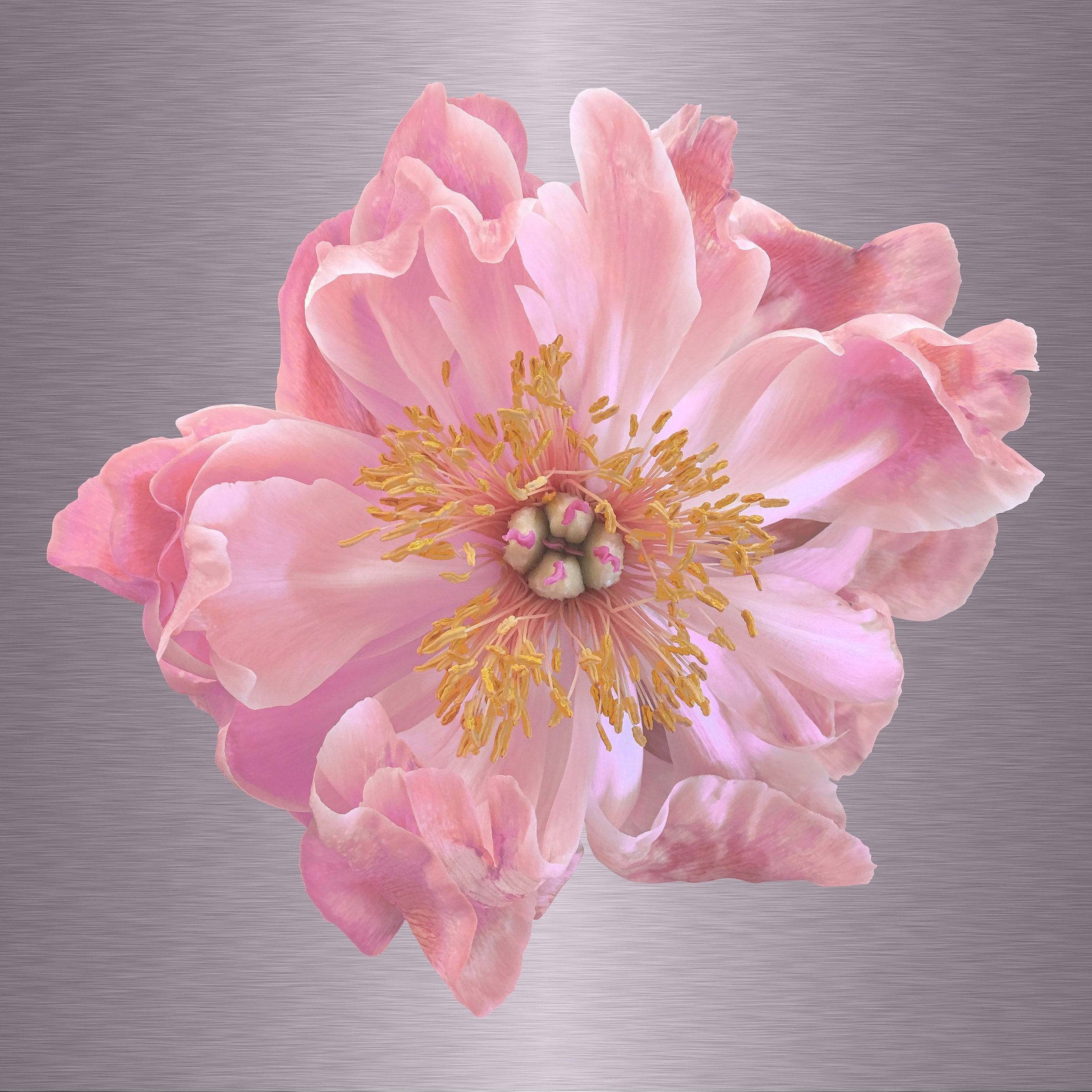 Luke Reichle - Peony #8 (Photography Print) - Ethos Arts Inc.