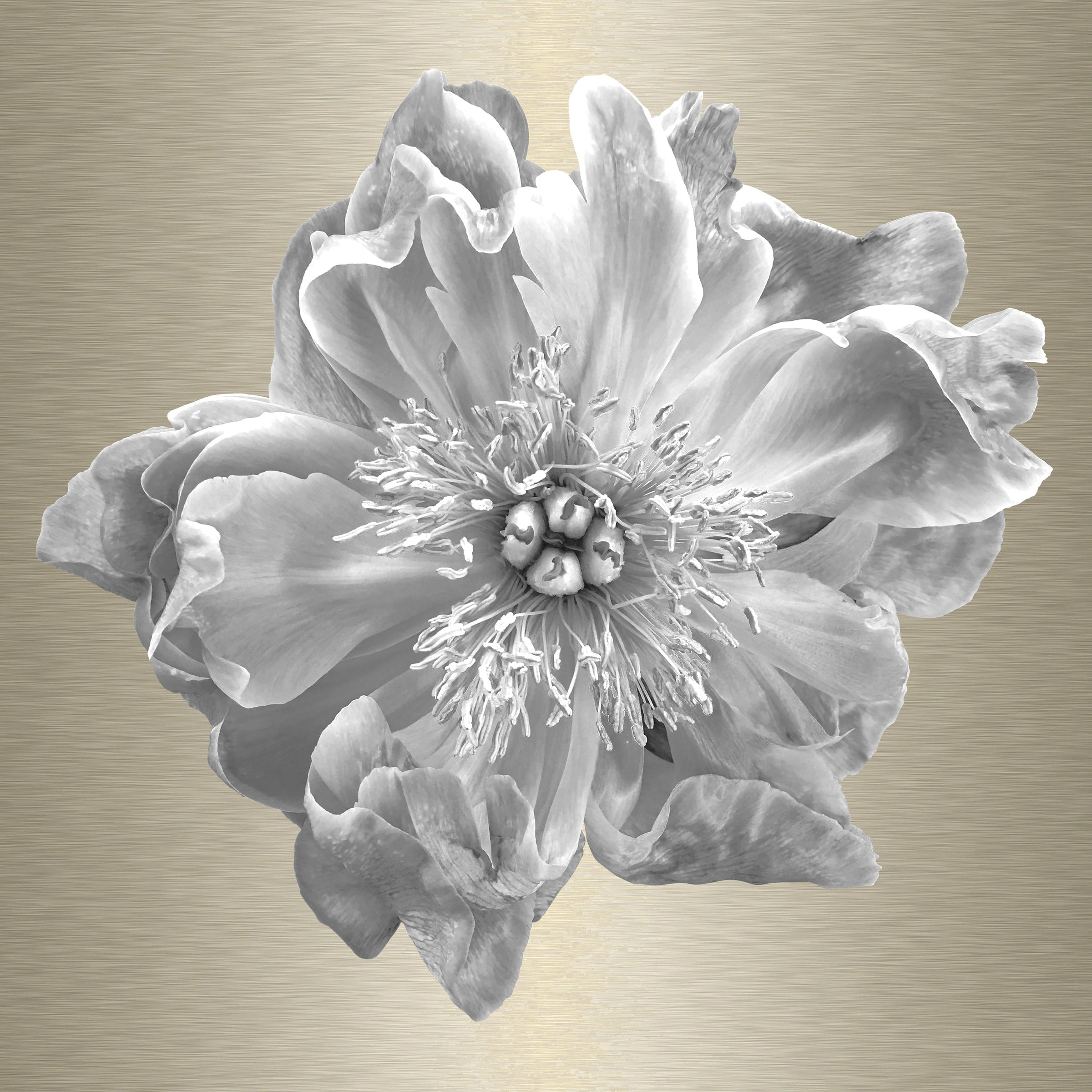 Luke Reichle - Peony #8 B&W (Photography Print) - Ethos Arts Inc.