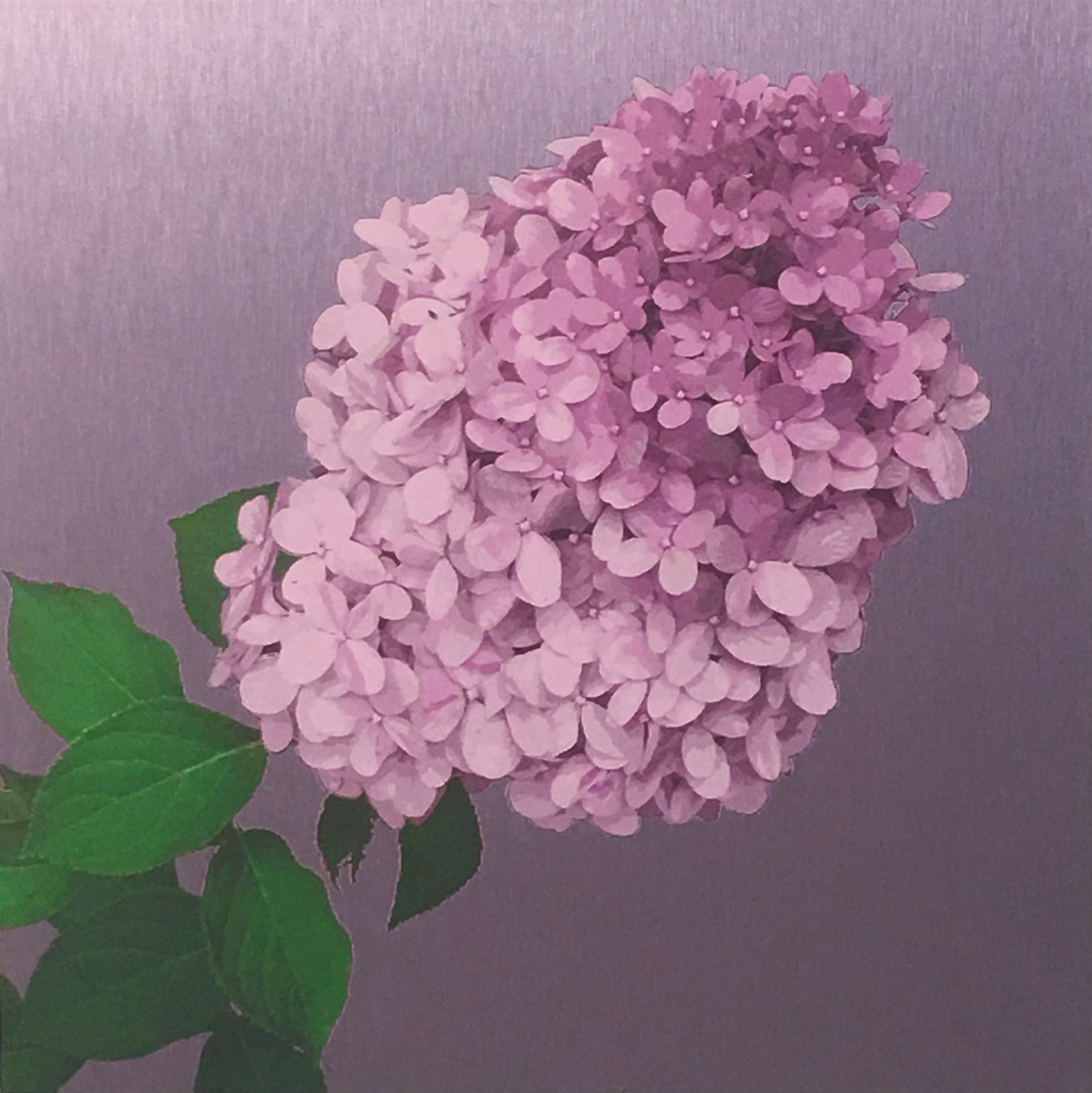 Luke Reichle - Mauve Hydrangea (Print) - Ethos Arts Inc.