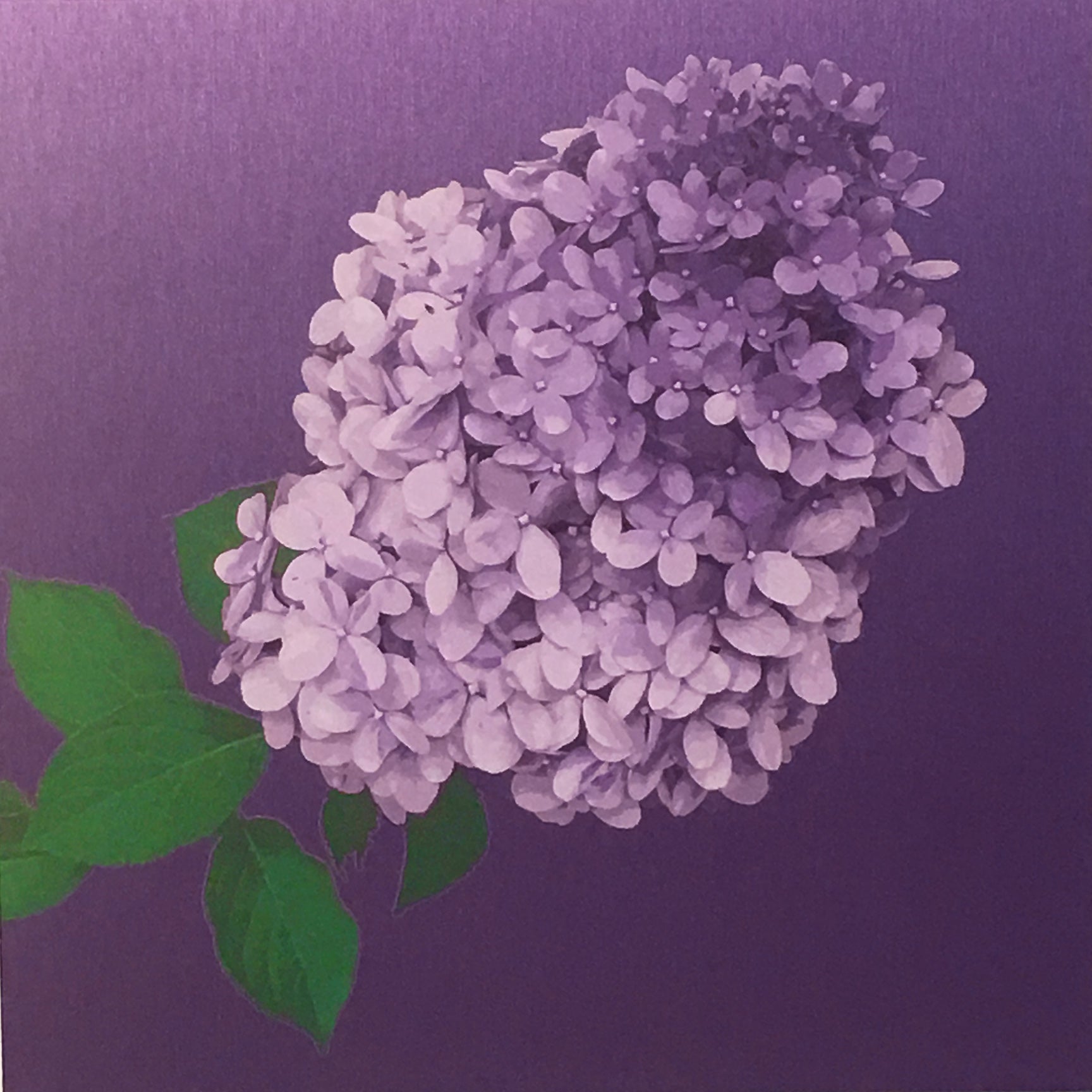 Luke Reichle - Purple Hydrangea (Print) - Ethos Arts Inc.