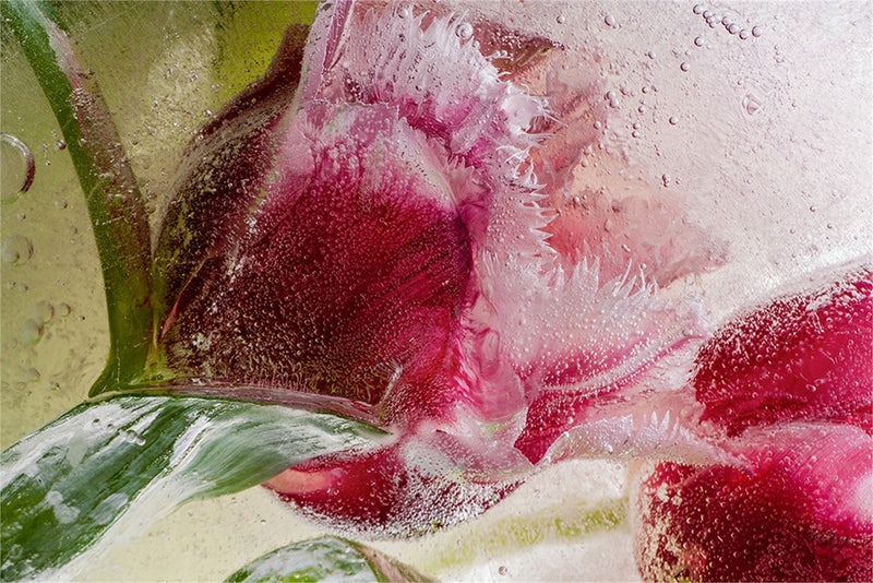 Eric Stampfli- Tulip 7 (Photography) - Ethos Arts Inc.