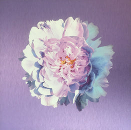 Luke Reichle - Peony on Lavender (Print) - Ethos Arts Inc.