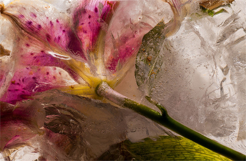 Eric Stampfli- Stargazer 36 (Photography) - Ethos Arts Inc.