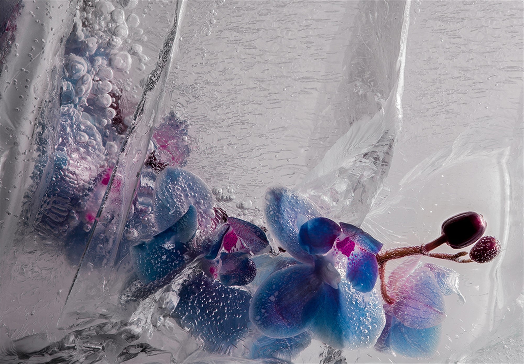Eric Stampfli- Orchid 3 (Photography) - Ethos Arts Inc.