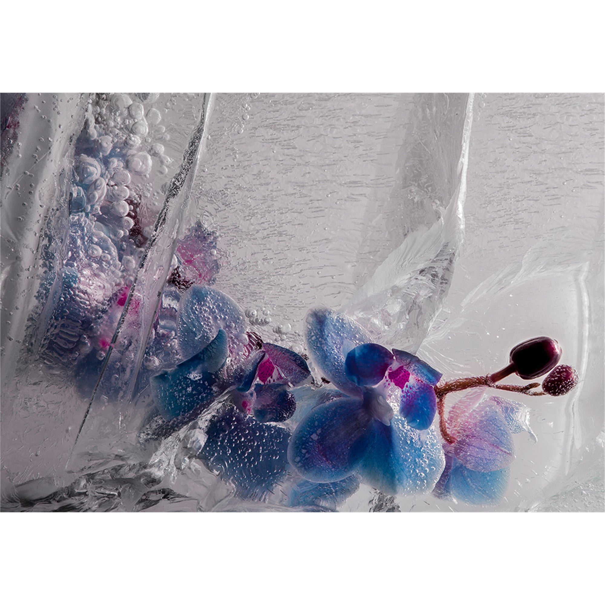 Eric Stampfli- Orchid 3 (Photography) - Ethos Arts Inc.