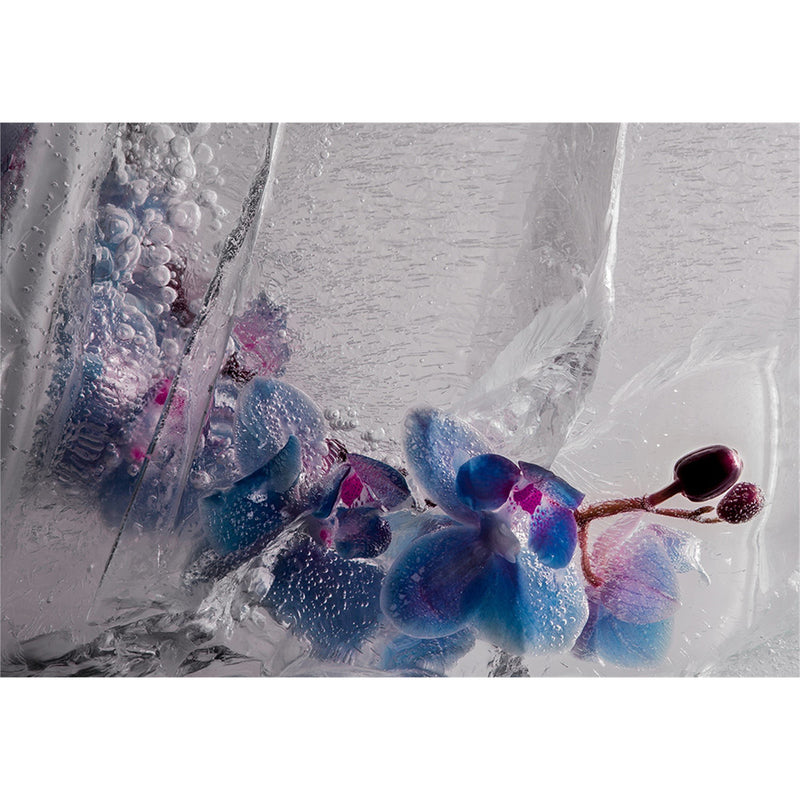 Eric Stampfli- Orchid 3 (Photography) - Ethos Arts Inc.