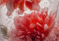 Eric Stampfli- Dahlia 20 (Photography) - Ethos Arts Inc.