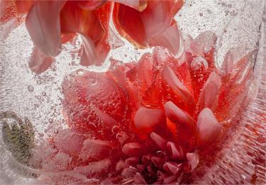 Eric Stampfli- Dahlia 20 (Photography) - Ethos Arts Inc.