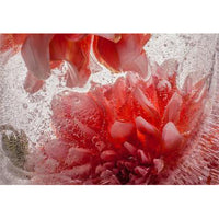 Eric Stampfli- Dahlia 20 (Photography) - Ethos Arts Inc.