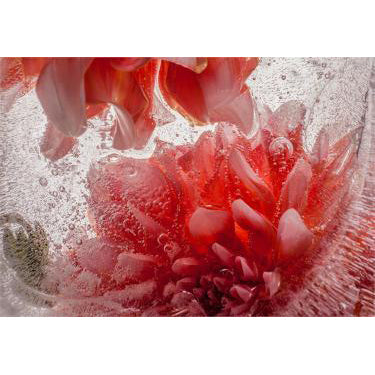 Eric Stampfli- Dahlia 20 (Photography) - Ethos Arts Inc.