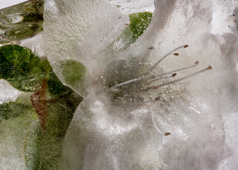 Eric Stampfli - Azalea 8 (Photography) - Ethos Arts Inc.