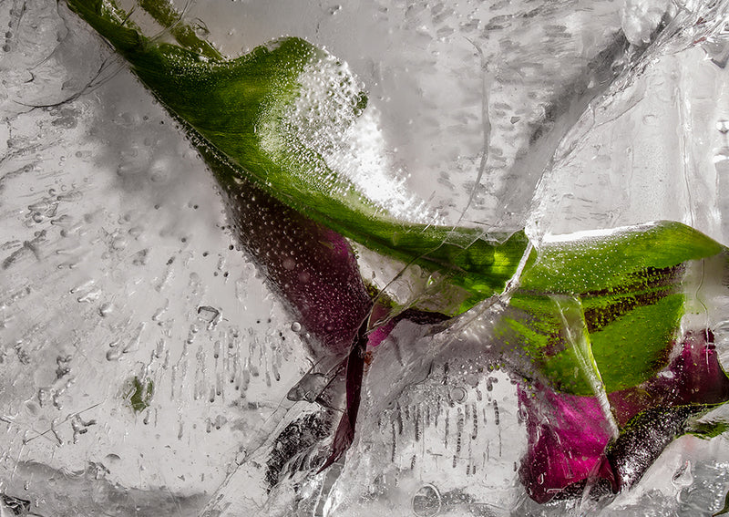 Eric Stampfli - Calla Lily (Photography) - Ethos Arts Inc.