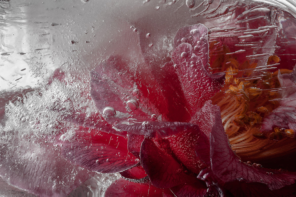 Eric Stampfli - Camellia 5 (Photography) - Ethos Arts Inc.