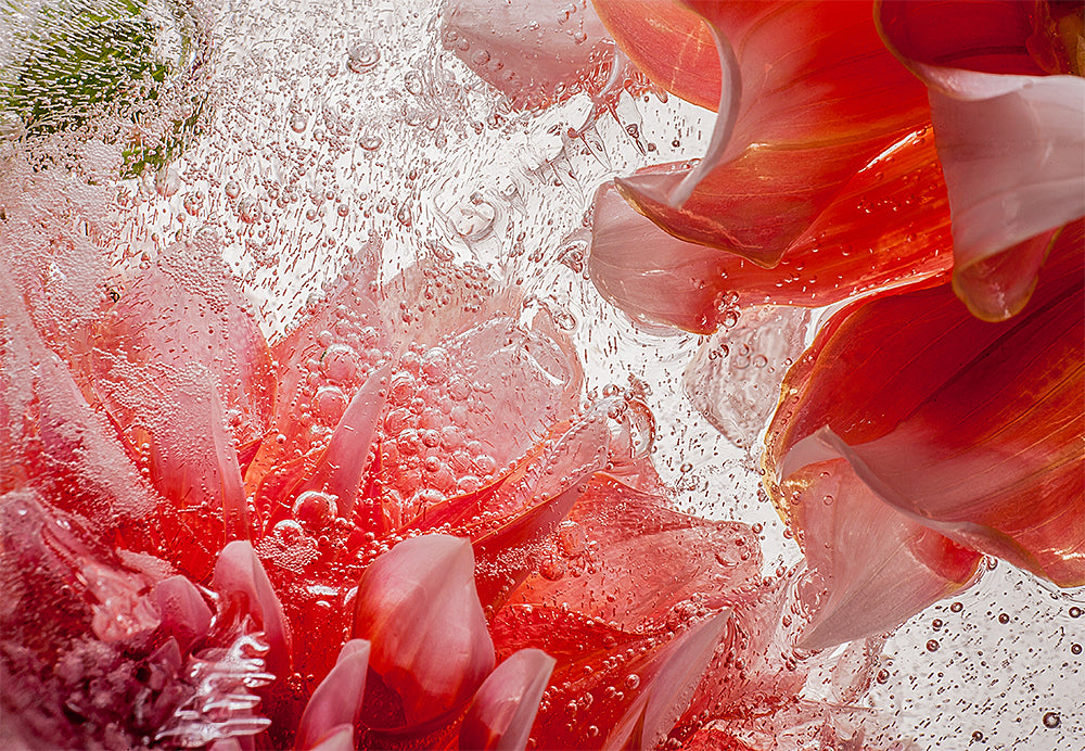 Eric Stampfli - Dahlia 19 (Photography) - Ethos Arts Inc.