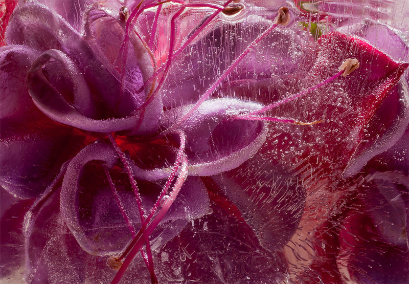 Eric Stampfli - Fuchsia 62 (Photography) - Ethos Arts Inc.