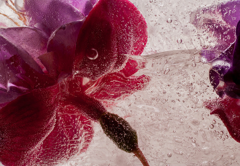 Eric Stampfli - Fuchsia 77 (Photography) - Ethos Arts Inc.