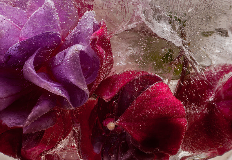 Eric Stampfli - Fuchsia 67 (Photography) - Ethos Arts Inc.