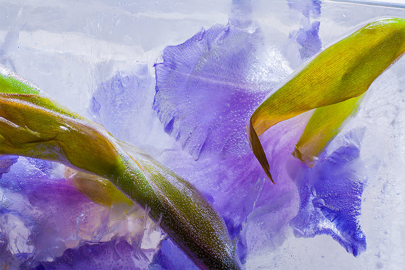 Eric Stampfli - Gladiola 36 (Photography) - Ethos Arts Inc.