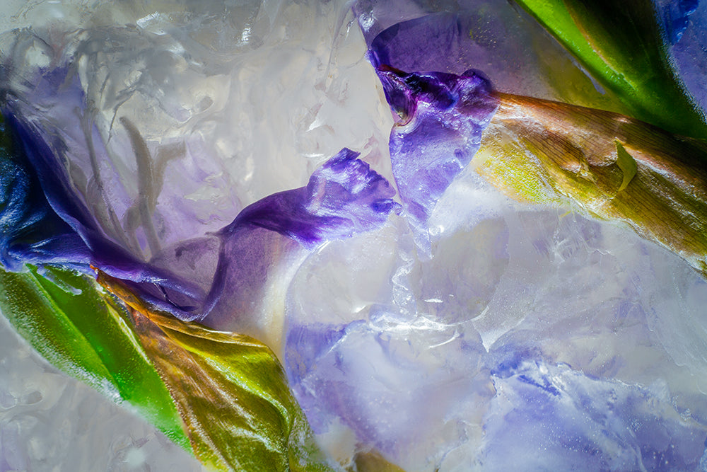Eric Stampfli - Gladiola 37 (Photography) - Ethos Arts Inc.