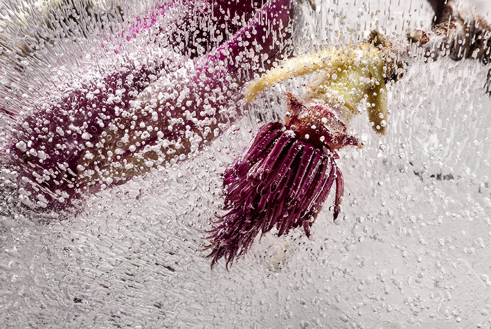 Eric Stampfli - Jane Magnolia 1 (Photography) - Ethos Arts Inc.